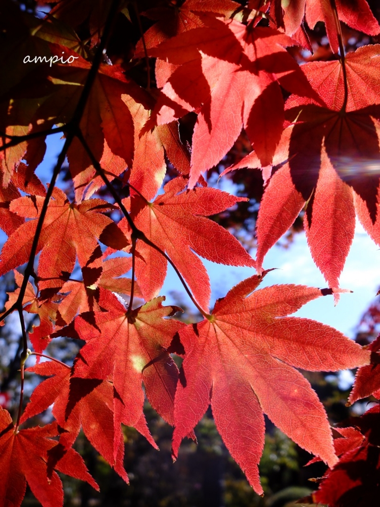 f:id:ampio:20151031131719j:plain