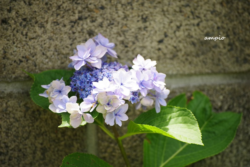 f:id:ampio:20160921191025j:plain