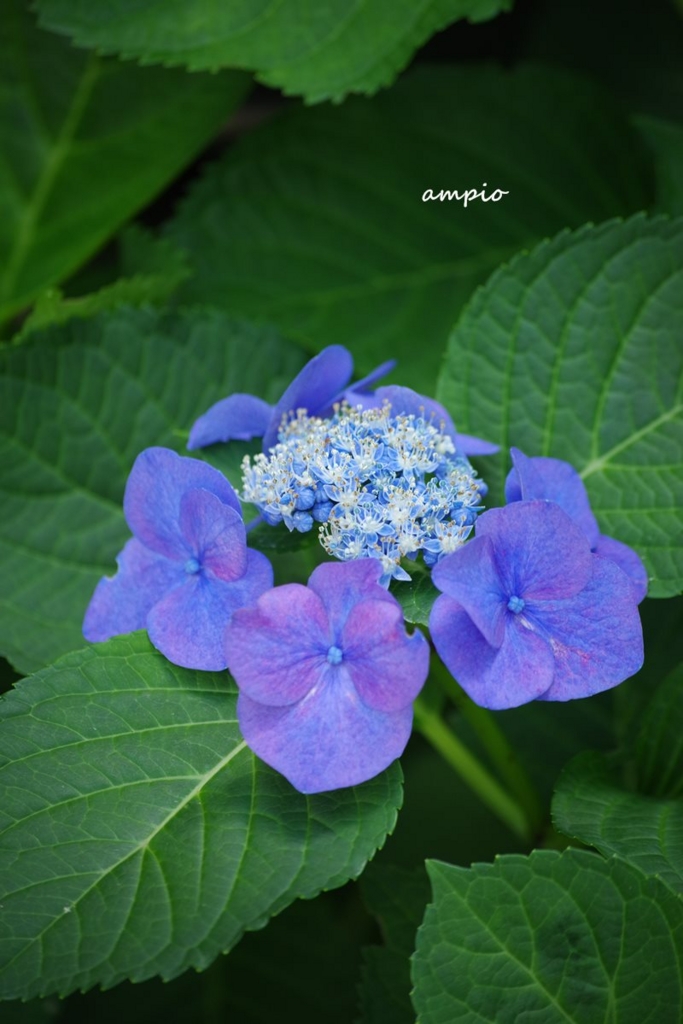 f:id:ampio:20160921191111j:plain