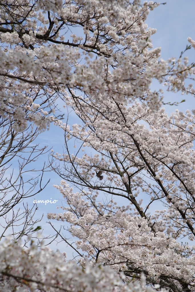 f:id:ampio:20170521144251j:plain