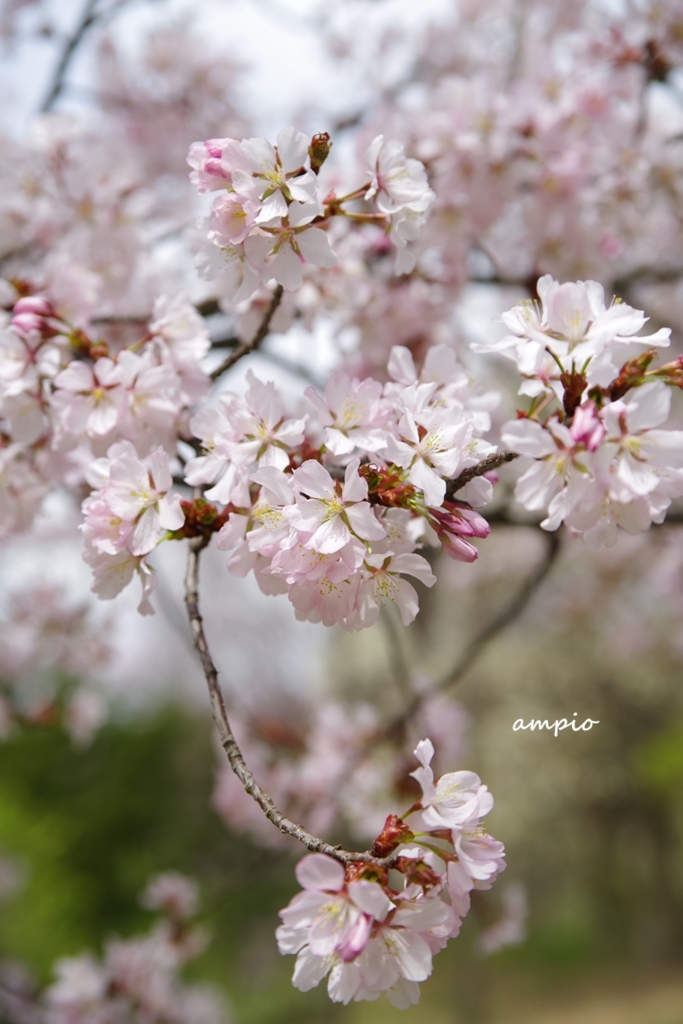 f:id:ampio:20170521144308j:plain