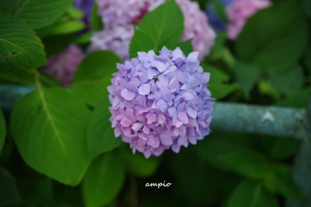f:id:ampio:20170716173423j:plain