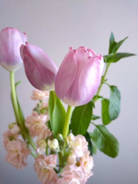 f:id:amsl:20240410125753j:image f:id:amsl:20240410125753j:image