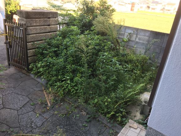 築古戸建 庭の木