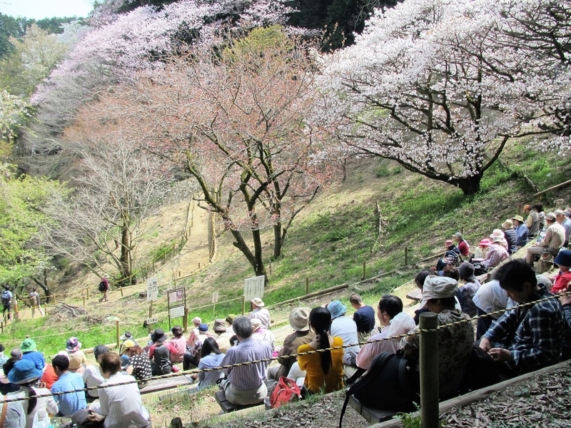 開花の桜 種類は最多 八王子 多摩森林科学館 西東京まちかどニュース