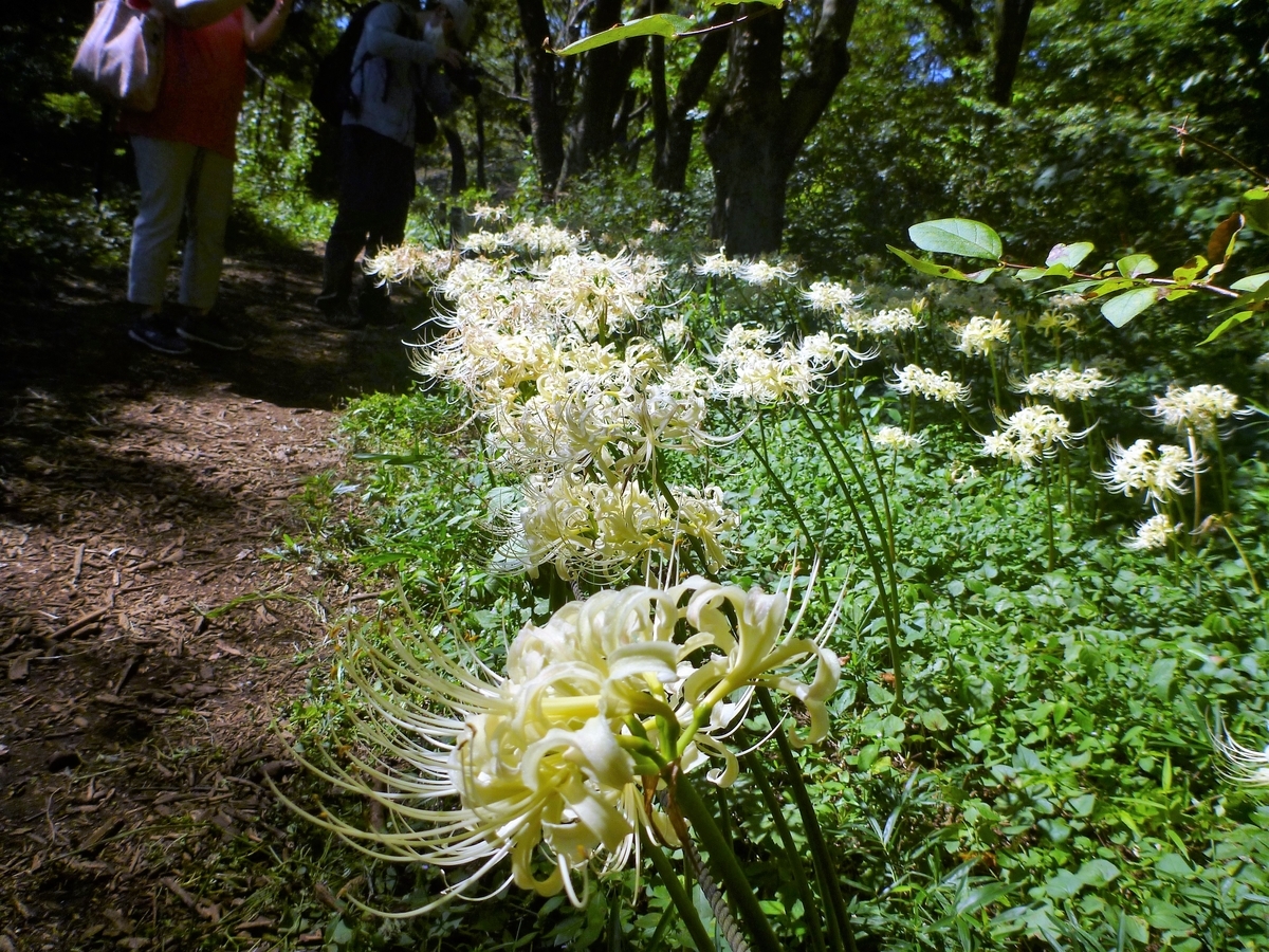 f:id:amullar:20210920220334j:plain