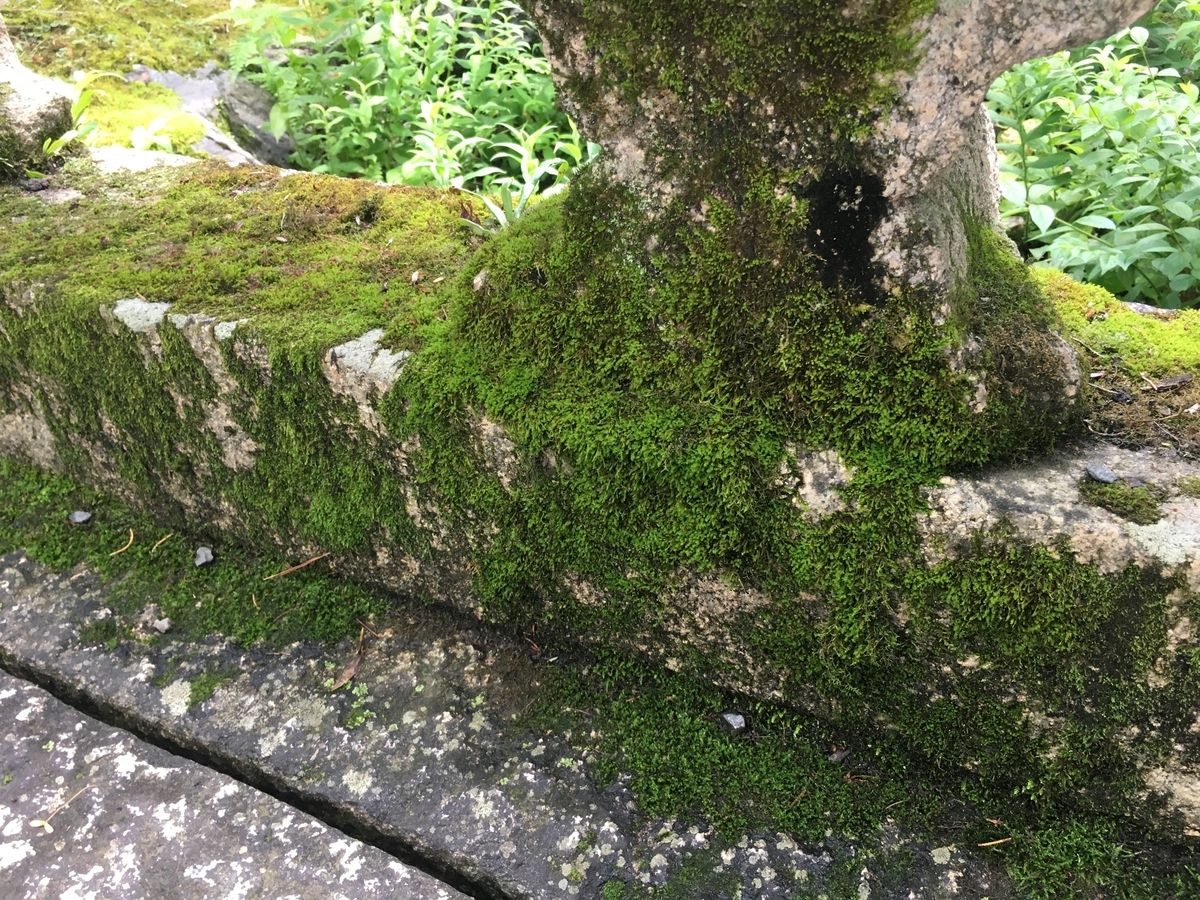 f:id:amumbrella:20190629022710j:plain