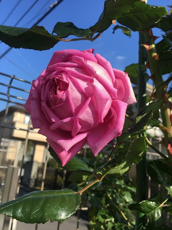 f:id:an-ei:20200210204301j:plain f:id:an-ei:20200210204301j:plain