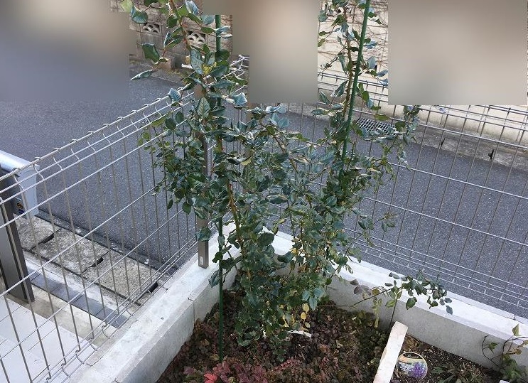 f:id:an-ei:20200211162252j:plain f:id:an-ei:20200211162252j:plain