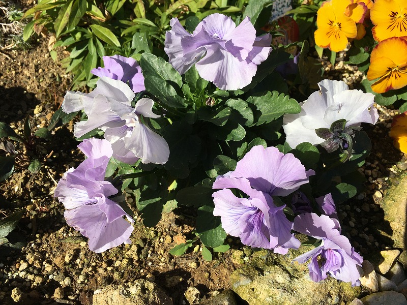 f:id:an-ei:20200216161644j:plain