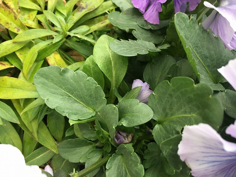 f:id:an-ei:20200216161647j:plain