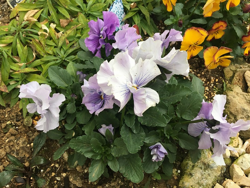 f:id:an-ei:20200216161701j:plain