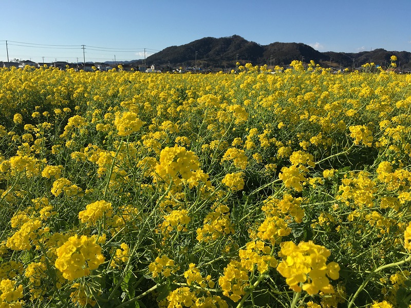 一面の菜の花 千葉 鴨川 菜な畑ロード に行きました ズボラな週末ガーデニング 一面の菜の花 千葉 鴨川 菜な畑ロード に行きました ズボラな週末ガーデニング