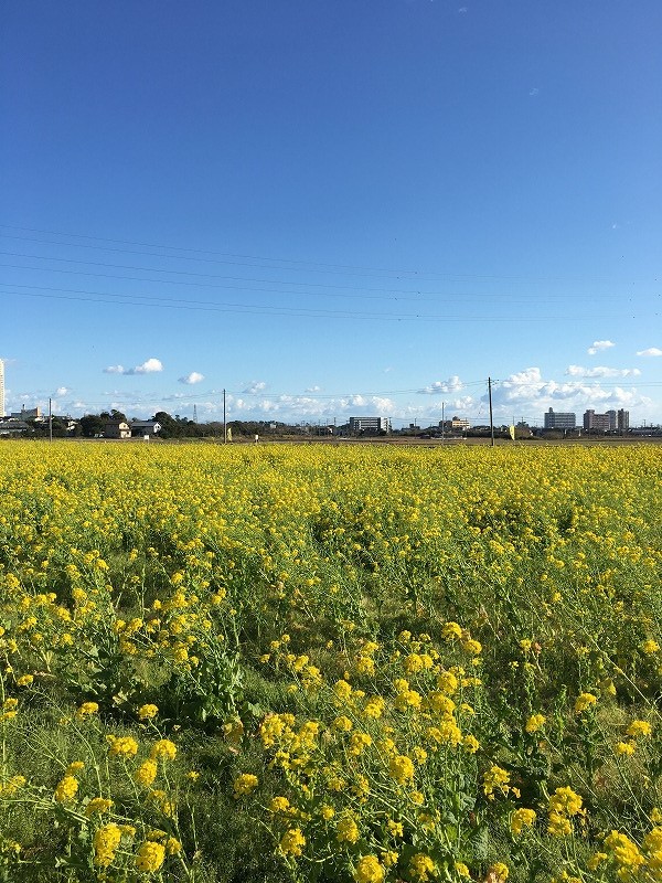 一面の菜の花 千葉 鴨川 菜な畑ロード に行きました ズボラな週末ガーデニング 一面の菜の花 千葉 鴨川 菜な畑ロード に行きました ズボラな週末ガーデニング