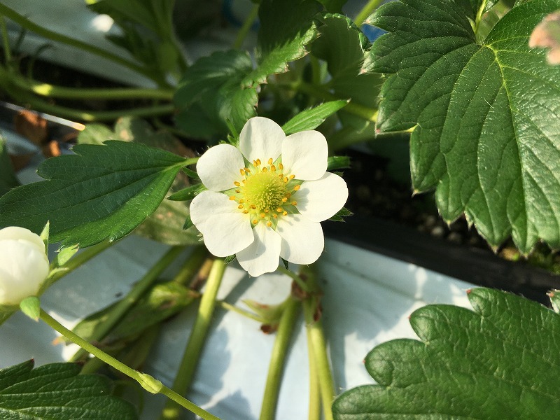イチゴの花の秘密 実の大きさとの関係は ズボラな週末ガーデニング