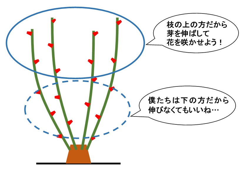 f:id:an-ei:20200301132110j:plain f:id:an-ei:20200301132110j:plain
