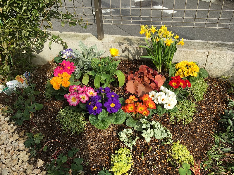 庭整備⑥〜早春の庭で寄せ植え！ - ズボラな週末ガーデニング