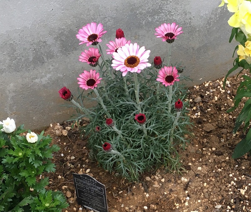 冬の庭に撫子色の彩り ローダンセマム リルピンク ズボラな週末ガーデニング