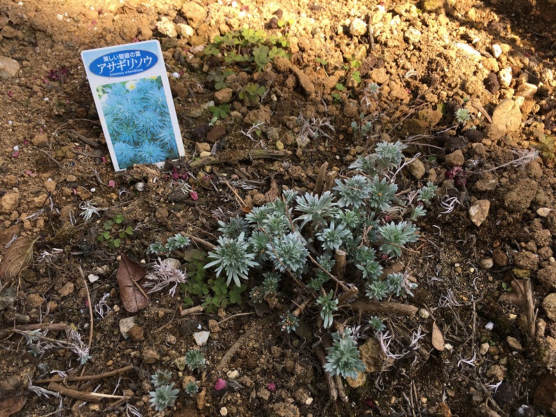 こんもりとしたシルバーリーフならアサギリソウ ふわふわの葉で癒される ズボラな週末ガーデニング こんもりとしたシルバーリーフならアサギリソウ ふわふわの葉で癒される ズボラな週末ガーデニング