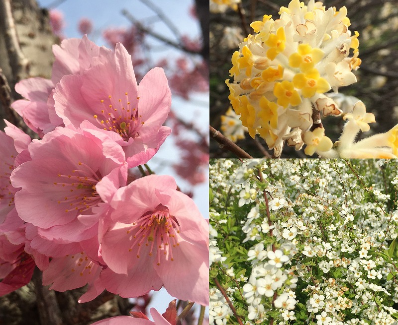 f:id:an-ei:20200323224917j:plain f:id:an-ei:20200323224917j:plain