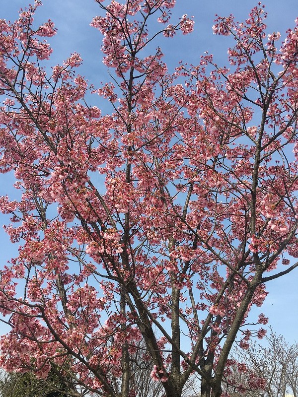 f:id:an-ei:20200323225054j:plain f:id:an-ei:20200323225054j:plain