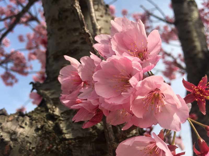 f:id:an-ei:20200323225135j:plain f:id:an-ei:20200323225135j:plain