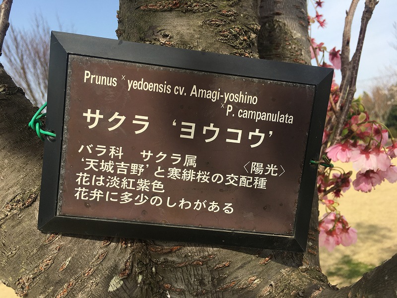 f:id:an-ei:20200323225244j:plain f:id:an-ei:20200323225244j:plain