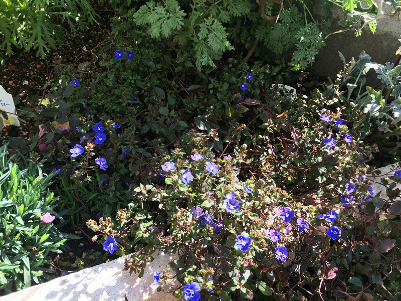 f:id:an-ei:20200328014411j:plain f:id:an-ei:20200328014411j:plain