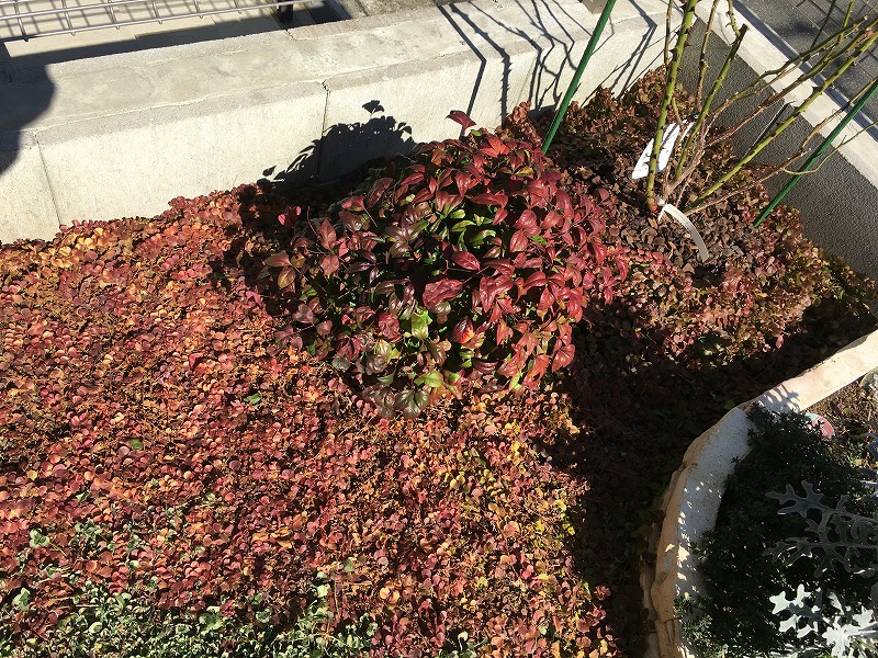 春の訪れと若葉の芽吹き 2年目のリシマキア オーレア 紅葉から緑が広がるまで ズボラな週末ガーデニング