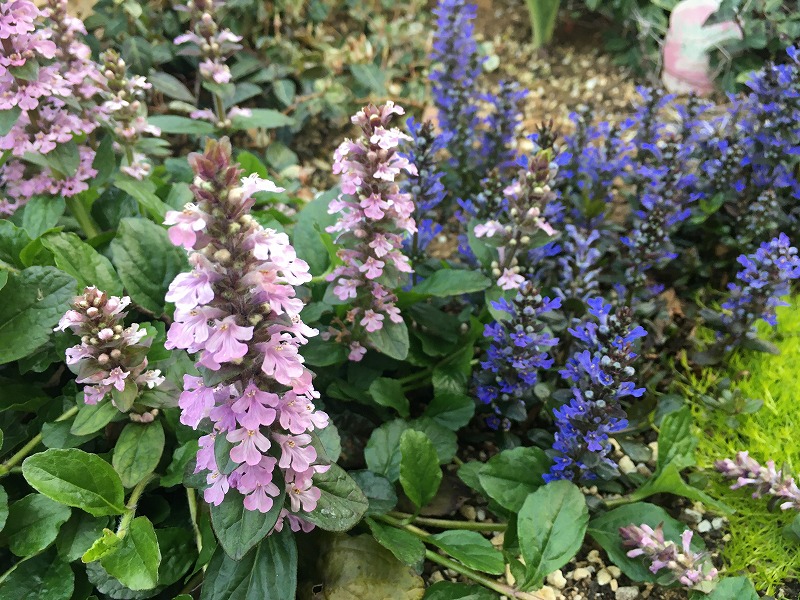 ピンクも追加しました 半日陰でも育つアジュガ 19後半 春 ズボラな週末ガーデニング