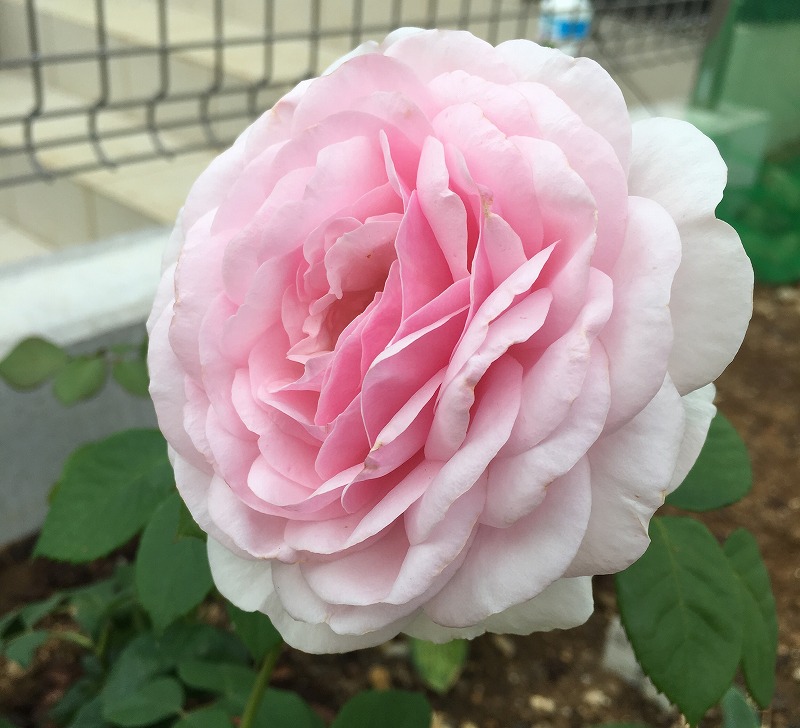 f:id:an-ei:20200413200338j:plain f:id:an-ei:20200413200338j:plain
