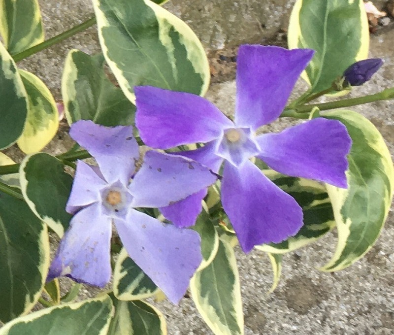ドブの脇から花が…!! たくましいツルニチニチソウの開花 - ズボラな