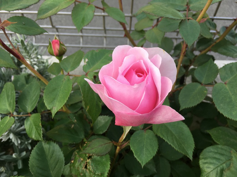 f:id:an-ei:20200502065208j:plain f:id:an-ei:20200502065208j:plain