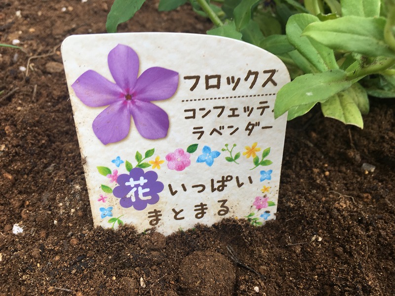 赤紫色の花が無数に咲き続ける フロックス コンフェッティラベンダー ズボラな週末ガーデニング