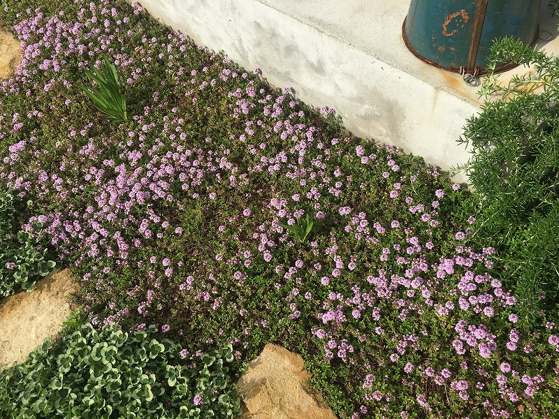 f:id:an-ei:20200606062858j:plain