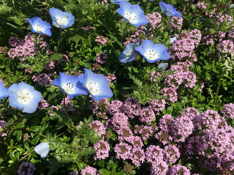 f:id:an-ei:20200606063009j:plain