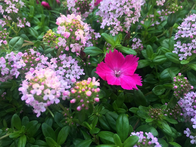 f:id:an-ei:20200606063043j:plain