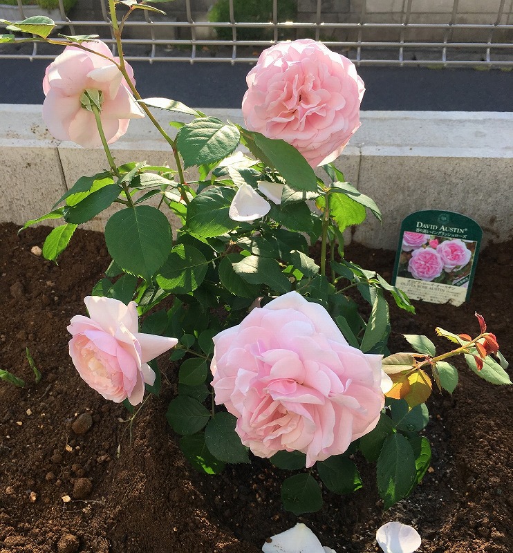 f:id:an-ei:20200607012152j:plain