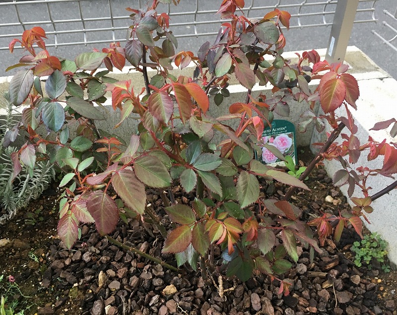 f:id:an-ei:20200607012404j:plain