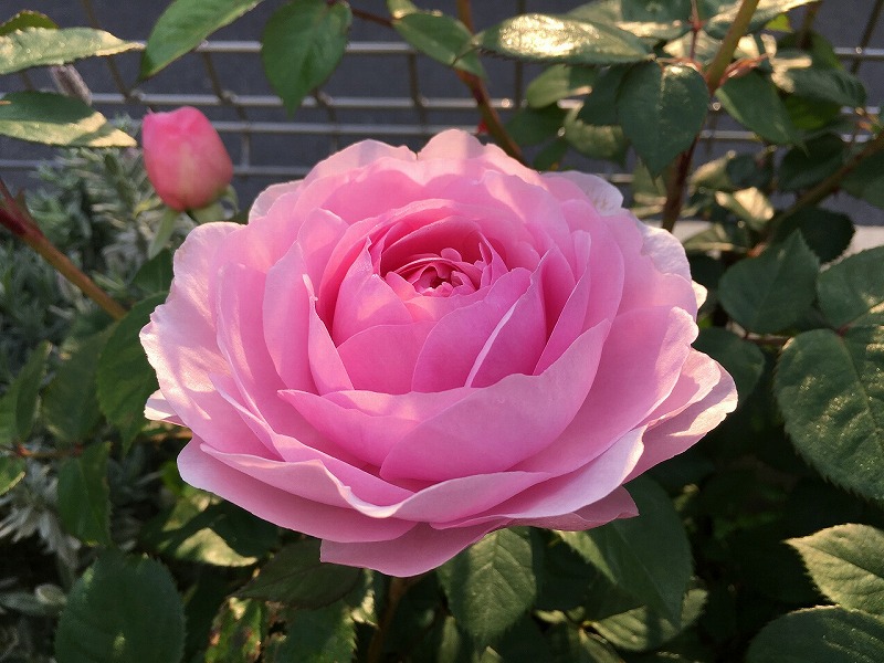 f:id:an-ei:20200607012655j:plain