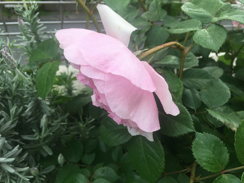 f:id:an-ei:20200607013006j:plain f:id:an-ei:20200607013006j:plain