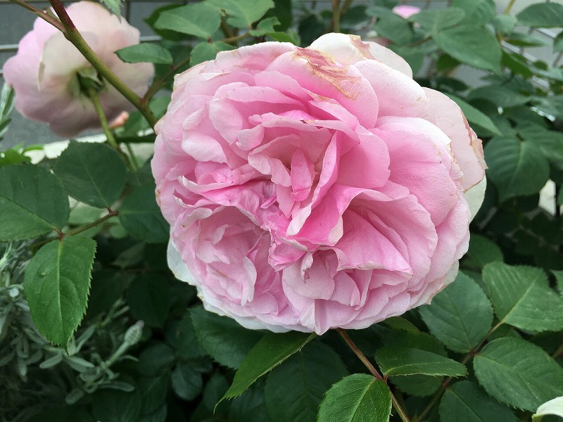 f:id:an-ei:20200607013047j:plain