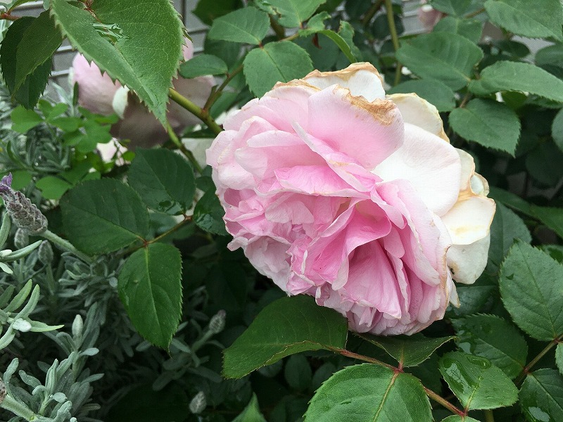 f:id:an-ei:20200607013125j:plain