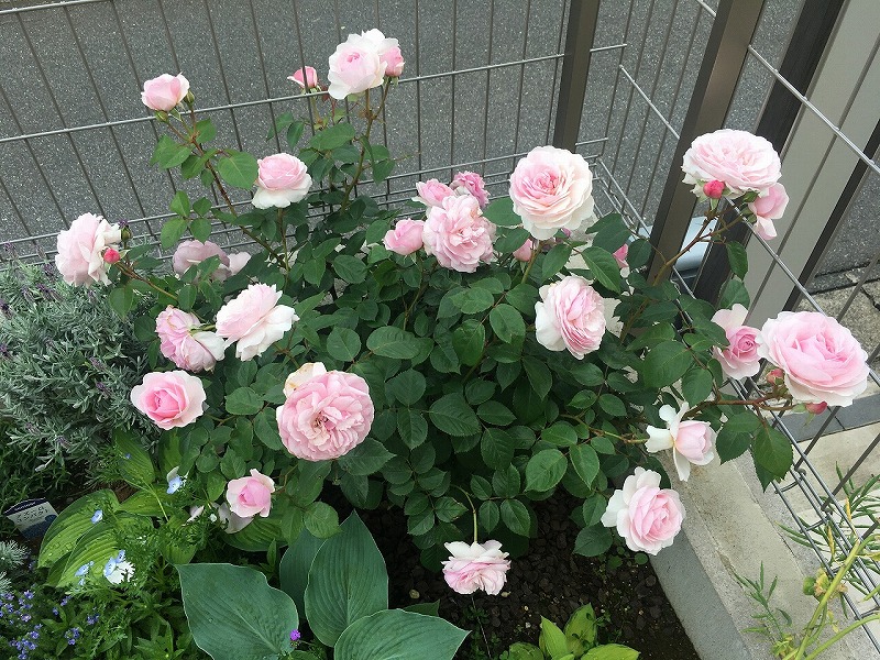 f:id:an-ei:20200607013452j:plain