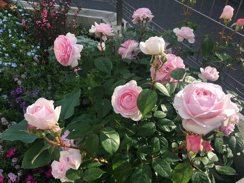 f:id:an-ei:20200607013531j:plain