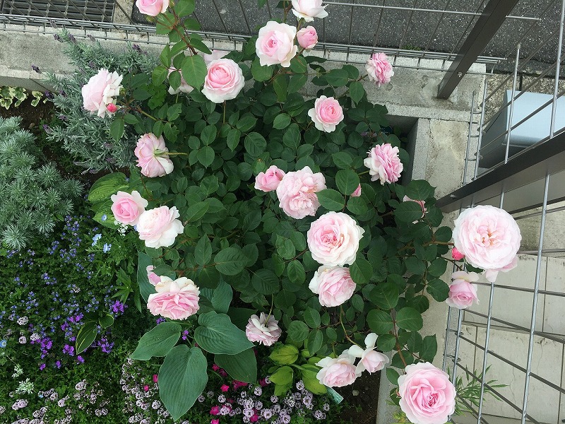 f:id:an-ei:20200607013610j:plain