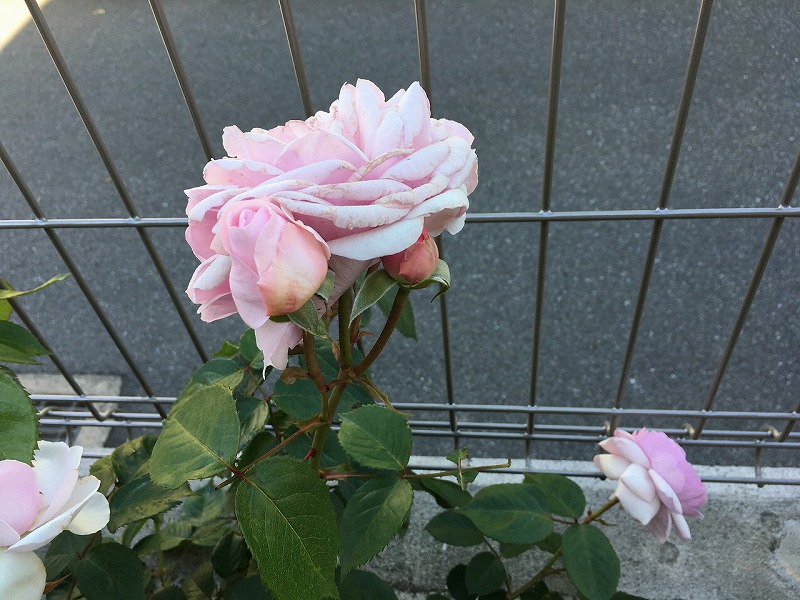 f:id:an-ei:20200607013645j:plain f:id:an-ei:20200607013645j:plain