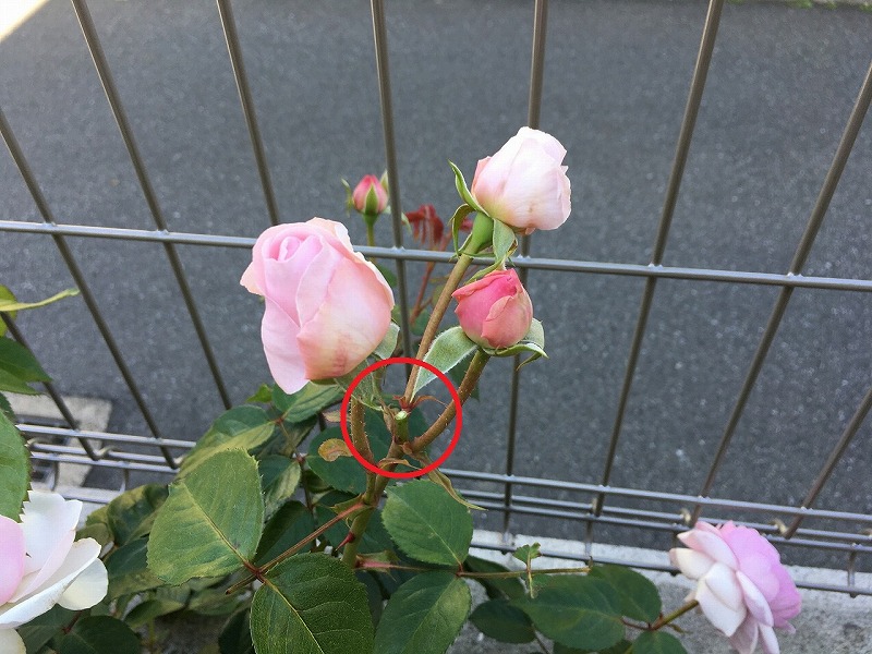 f:id:an-ei:20200607013649j:plain f:id:an-ei:20200607013649j:plain