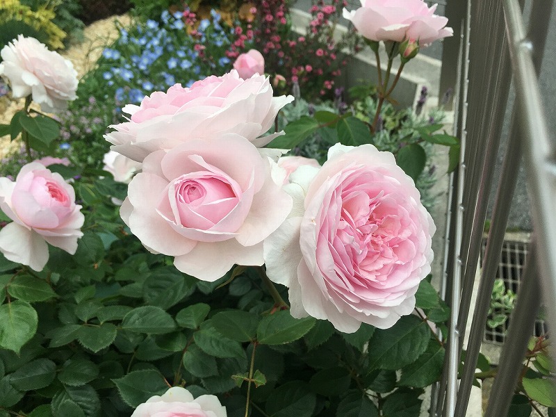 f:id:an-ei:20200607013747j:plain