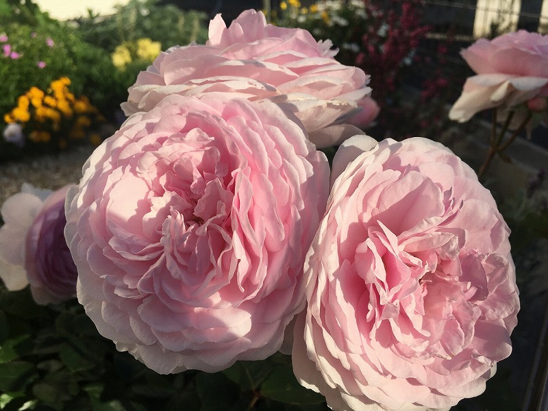 f:id:an-ei:20200607013818j:plain